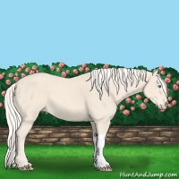 Horse Color:Cremello 