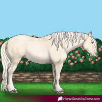 Horse Color:Palomino Pearl