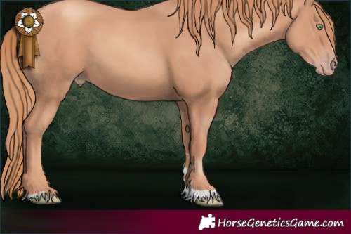Horse Color:Gold Champagne 