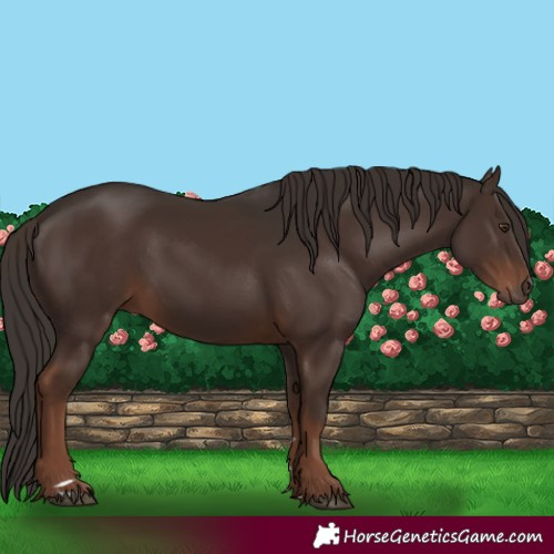 Horse Color:Liver Chestnut