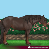 Horse Color:Liver Chestnut 