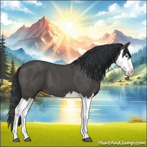 Horse Color:Black Splash 