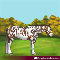 Horse Color:Bay Splash Frame Appaloosa 
