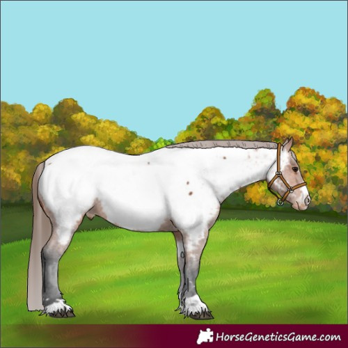 Horse Color:Bay Appaloosa 