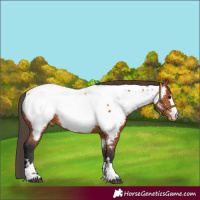 Horse Color:Bay Appaloosa 