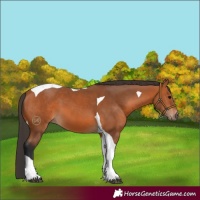 Horse Color:Bay Tobiano 