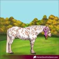 Horse Color:Red Roan Near Leopard 