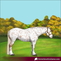 Horse Color:Red Roan Appaloosa 