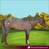 Horse Color:Liver Red Roan Mushroom 