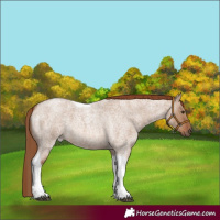 Horse Color:Red Dun Roan Tobiano 