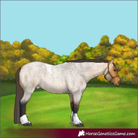 Horse Color:Buckskin Roan Tobiano 