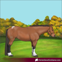 Horse Color:Bay Tobiano 