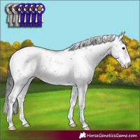 Horse Color:Black Sabino