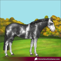 Horse Color:Black Sabino 