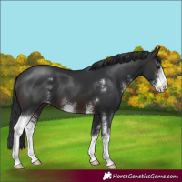 Horse Color:Brown Sabino