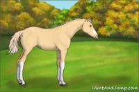 Horse Color:Palomino Dun 