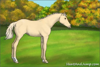 Horse Color:Palomino Dun