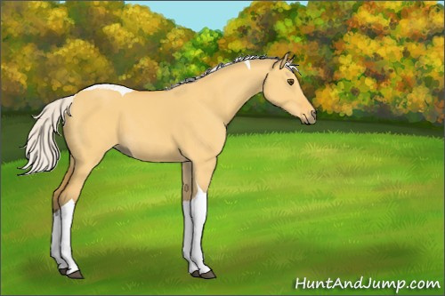Horse Color:Silver Buckskin Dun Tobiano 