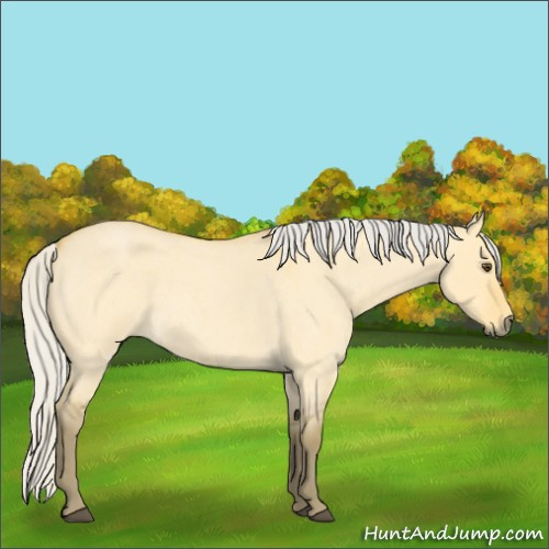 Horse Color:Silver Buckskin Roan Dun