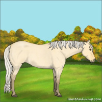 Horse Color:Silver Buckskin Roan Dun 