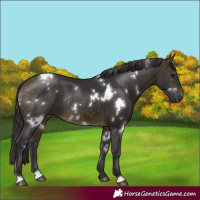 Horse Color:White Spotted Buckskin Rabicano 