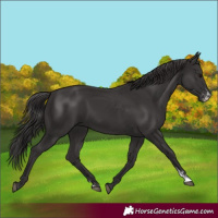Horse Color:Smoky Black Sabino