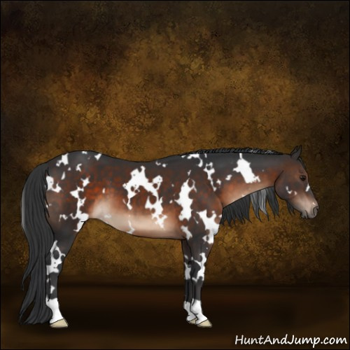 Horse Color:White Spotted Brown
