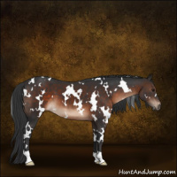 Horse Color:White Spotted Brown 