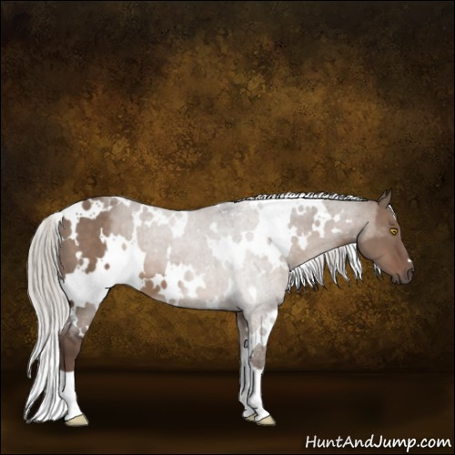 Horse Color:White Spotted Silver Grullo