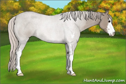 Horse Color:Silver Grullo Roan Sabino 