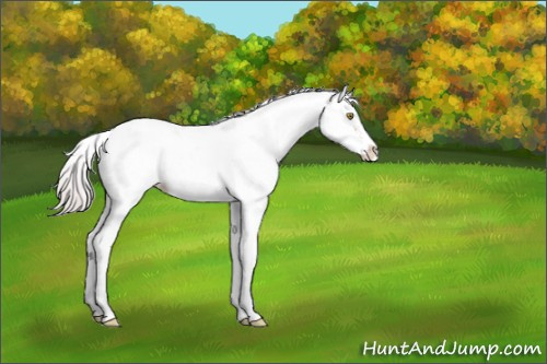 Horse Color:Silver Brown Dun Sabino 
