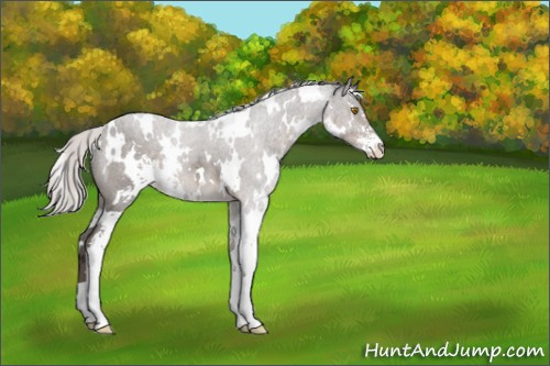 Horse Color:White Spotted Silver Black Sabino 