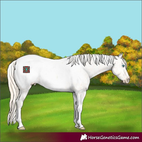 Horse Color:Perlino Tobiano Appaloosa 