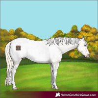 Horse Color:Perlino Tobiano Appaloosa 