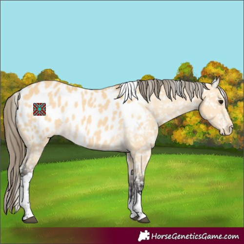 Horse Color:Buckskin Tobiano Appaloosa 