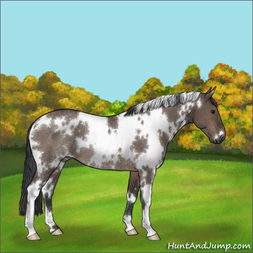 Horse Color:White Spotted Brown Dun Rabicano 