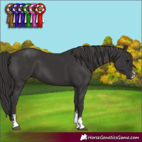 Horse Color:Smoky Black Sabino