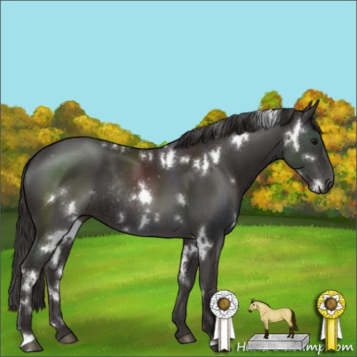 Horse Color:White Spotted Smoky Black Rabicano 