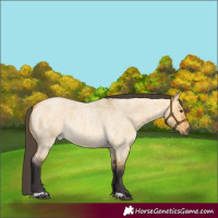 Horse Color:Buckskin Roan Dun 
