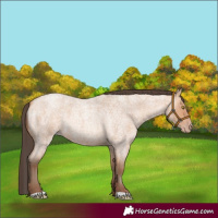 Horse Color:Amber Champagne Roan 