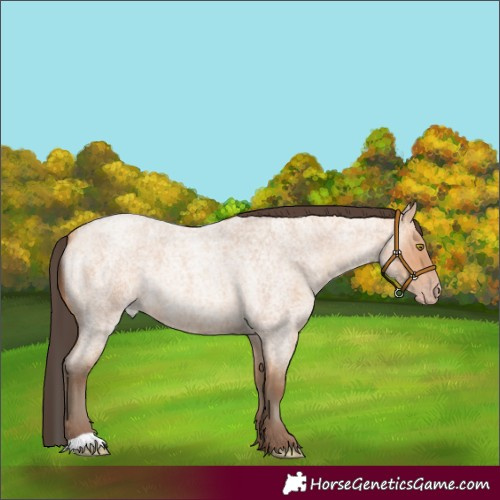 Horse Color:Amber Champagne Roan 