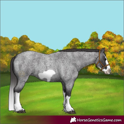 Horse Color:Smoky Blue Roan Splash Frame 