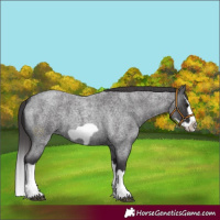 Horse Color:Smoky Blue Roan Splash Frame 