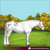 Horse Color:White Spotted Black Splash Appaloosa 