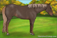 Horse Color:Liver Red Roan Rabicano