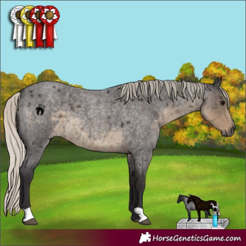 Horse Color:Silver Smoky Blue Roan 