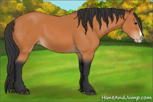 Horse Color:Bay Splash 