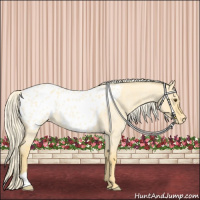 Horse Color:Palomino Roan Dun Appaloosa Rabicano