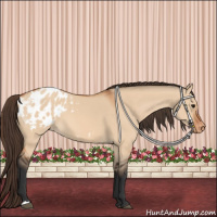 Horse Color:Bay Dun Appaloosa 