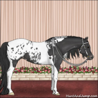 Horse Color:Black Tobiano Appaloosa 